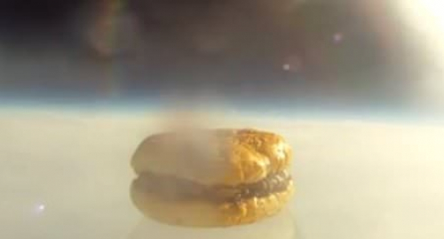Hamburger vola nello spazio: studenti di Harvard riescono nell’impresa [video]